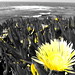 YELLOW • <a style="font-size:0.8em;" href="http://www.flickr.com/photos/85967950@N06/8041243595/" target="_blank">View on Flickr</a>