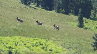 New Mexico Elk Hunt 23