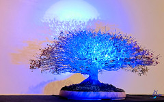 2012 - Exposition bonsaï - Enghien