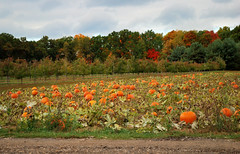 Pumpkin Patch • <a style="font-size:0.8em;" href="http://www.flickr.com/photos/29084014@N02/8090874057/" target="_blank">View on Flickr</a>