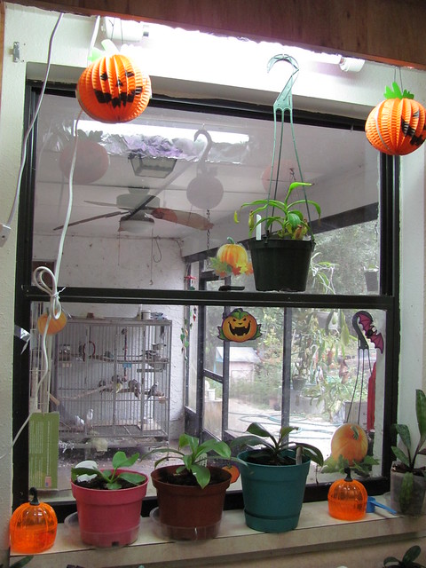 decorations halloween window pumpkin clings