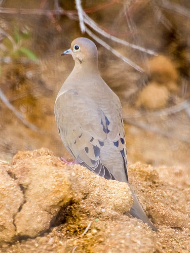 Mourning Dove • <a style="font-size:0.8em;" href="http://www.flickr.com/photos/59465790@N04/8356527098/" target="_blank">View on Flickr</a>