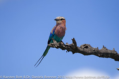 Lilac Breasted Roller • <a style="font-size:0.8em;" href="http://www.flickr.com/photos/56545707@N05/8365438870/" target="_blank">View on Flickr</a>