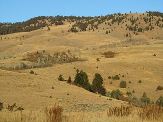 Montana Elk Hunt - Bozeman 7