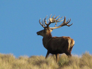 New Zealand Red Stag Hunting - Christchurch 16