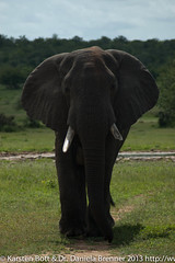 Elephant • <a style="font-size:0.8em;" href="http://www.flickr.com/photos/56545707@N05/8421116976/" target="_blank">View on Flickr</a>