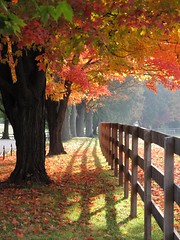 Garrison Forest ~ magical maples