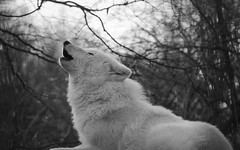 Howling Wolf • <a style="font-size:0.8em;" href="http://www.flickr.com/photos/62284930@N02/8373762101/" target="_blank">View on Flickr</a>