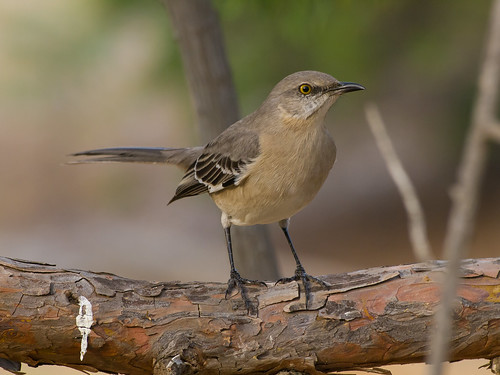 Northern Mockingbird • <a style="font-size:0.8em;" href="http://www.flickr.com/photos/59465790@N04/8448667937/" target="_blank">View on Flickr</a>