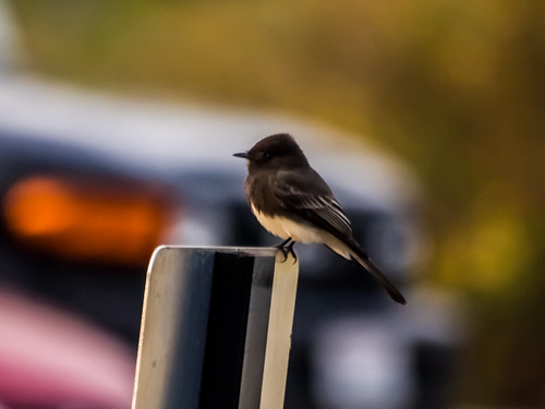 Black Phoebe • <a style="font-size:0.8em;" href="http://www.flickr.com/photos/59465790@N04/8188991237/" target="_blank">View on Flickr</a>