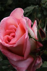 Pink rose • <a style="font-size:0.8em;" href="http://www.flickr.com/photos/27717602@N03/8209742997/" target="_blank">View on Flickr</a>
