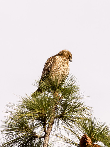 Red-shouldered Hawk Juvenile • <a style="font-size:0.8em;" href="http://www.flickr.com/photos/59465790@N04/8245147545/" target="_blank">View on Flickr</a>