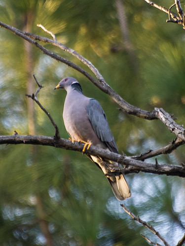 Band-tailed Pigeon • <a style="font-size:0.8em;" href="http://www.flickr.com/photos/59465790@N04/8277431582/" target="_blank">View on Flickr</a>