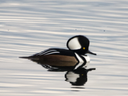 Hooded Merganser • <a style="font-size:0.8em;" href="http://www.flickr.com/photos/59465790@N04/8192540960/" target="_blank">View on Flickr</a>
