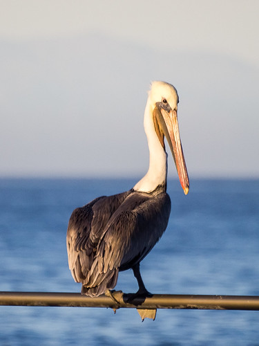 Brown Pelican • <a style="font-size:0.8em;" href="http://www.flickr.com/photos/59465790@N04/8219245189/" target="_blank">View on Flickr</a>