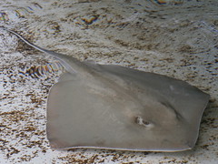 Stingray