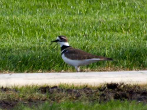 Killdeer • <a style="font-size:0.8em;" href="http://www.flickr.com/photos/59465790@N04/8191457943/" target="_blank">View on Flickr</a>
