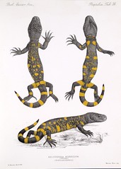 Anglų lietuvių žodynas. Žodis mexican beaded lizard reiškia meksikos zawalcowany driežas lietuviškai.
