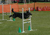 SteepleChase NOMAD USDAA 2008 • <a style="font-size:0.8em;" href="http://www.flickr.com/photos/90806328@N04/8249187543/" target="_blank">View on Flickr</a>