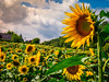 Sunflowers near Chinon