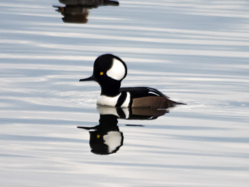 Hooded Merganser • <a style="font-size:0.8em;" href="http://www.flickr.com/photos/59465790@N04/8191454249/" target="_blank">View on Flickr</a>