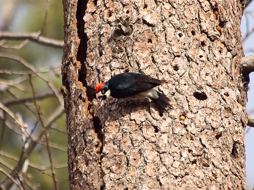 Acorn Woodpecker • <a style="font-size:0.8em;" href="http://www.flickr.com/photos/59465790@N04/8245150183/" target="_blank">View on Flickr</a>