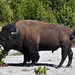 Bison • <a style="font-size:0.8em;" href="http://www.flickr.com/photos/56545707@N05/8245470041/" target="_blank">View on Flickr</a>