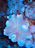 Soft Coral • <a style="font-size:0.8em;" href="http://www.flickr.com/photos/58480933@N04/8154816469/" target="_blank">View on Flickr</a>