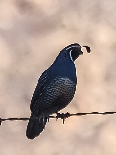 California Quail • <a style="font-size:0.8em;" href="http://www.flickr.com/photos/59465790@N04/8190068014/" target="_blank">View on Flickr</a>