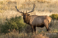 Elk bull prepares for battle