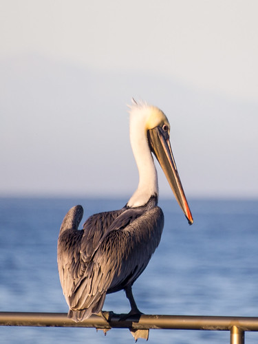 Brown Pelican • <a style="font-size:0.8em;" href="http://www.flickr.com/photos/59465790@N04/8219244499/" target="_blank">View on Flickr</a>