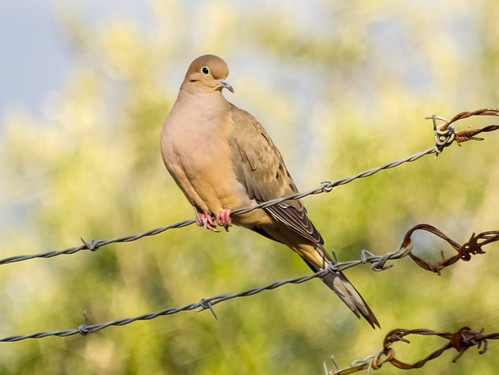 Mourning Dove • <a style="font-size:0.8em;" href="http://www.flickr.com/photos/59465790@N04/8355461389/" target="_blank">View on Flickr</a>