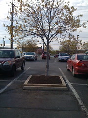 Potomac Place Shopping Center Tree Surrounds Phase 3
