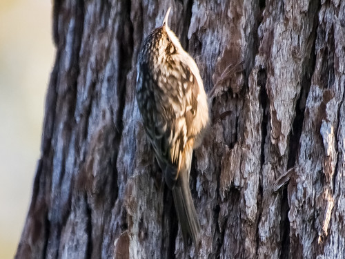 Brown Creeper • <a style="font-size:0.8em;" href="http://www.flickr.com/photos/59465790@N04/8314871413/" target="_blank">View on Flickr</a>