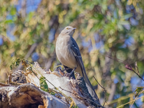Northern Mockingbird • <a style="font-size:0.8em;" href="http://www.flickr.com/photos/59465790@N04/8259736865/" target="_blank">View on Flickr</a>