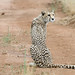 Cheetah in Namibia • <a style="font-size:0.8em;" href="https://www.flickr.com/photos/21540187@N07/8291685367/" target="_blank">View on Flickr</a>