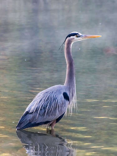 Great Blue Heron • <a style="font-size:0.8em;" href="http://www.flickr.com/photos/59465790@N04/8315922310/" target="_blank">View on Flickr</a>