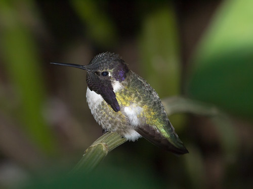Costa's Hummingbird • <a style="font-size:0.8em;" href="http://www.flickr.com/photos/59465790@N04/8298042483/" target="_blank">View on Flickr</a>
