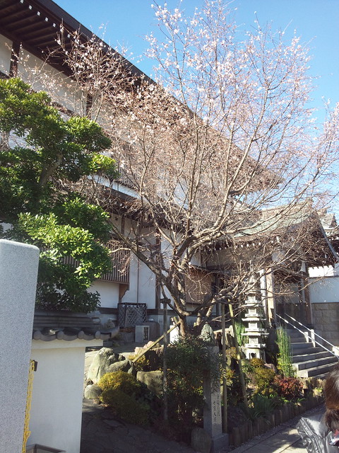 杉山神社近くの光栄山法性寺では、「寒桜」...