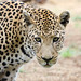 Leopard in Namibia • <a style="font-size:0.8em;" href="https://www.flickr.com/photos/21540187@N07/8291682883/" target="_blank">View on Flickr</a>