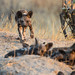 Wild Dog Pubs in Okavango Delta, Botswana • <a style="font-size:0.8em;" href="https://www.flickr.com/photos/21540187@N07/8294358020/" target="_blank">View on Flickr</a>