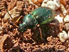 Golden Ground Beetle Tachypus auratus lotharingus emerging from the ground