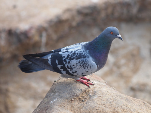 Rock Pigeon • <a style="font-size:0.8em;" href="http://www.flickr.com/photos/59465790@N04/8300922257/" target="_blank">View on Flickr</a>