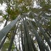 Au milieu des bambous