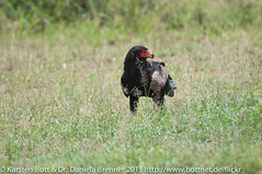 Bateleur • <a style="font-size:0.8em;" href="http://www.flickr.com/photos/56545707@N05/8364371175/" target="_blank">View on Flickr</a>