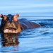 Hippo in Okavango Delta, Botswana • <a style="font-size:0.8em;" href="https://www.flickr.com/photos/21540187@N07/8293291525/" target="_blank">View on Flickr</a>