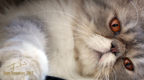 MauMau (Fbio CE) cat gato persa flickraward