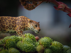 leopard in my garden