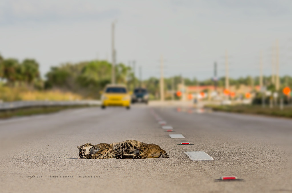 Image result for wildcat road kill