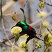 Marico Sunbird in Okavango Delta, Botswana • <a style="font-size:0.8em;" href="https://www.flickr.com/photos/21540187@N07/8293293565/" target="_blank">View on Flickr</a>